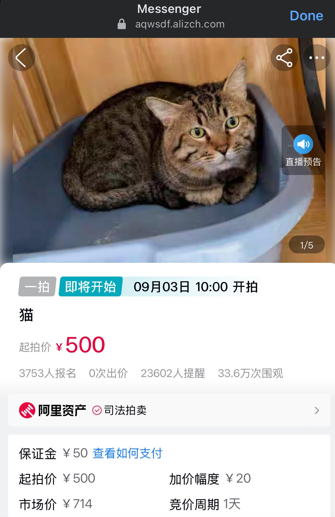 Jin Daily Trivia: From Paw to Pawn — RMB500 Cat Deal Shocks China 🐾💸